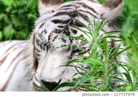 白虎在動物園裡悠閒地生活 127737979
