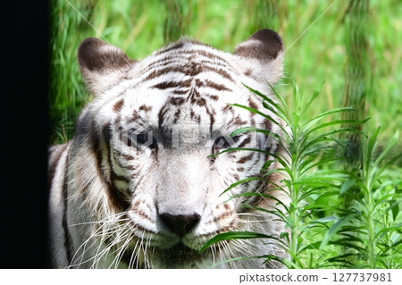 White tiger living a leisurely life at the zoo 127737981