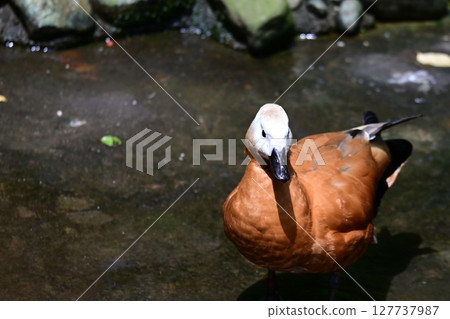 Ruddy shelduck swimming in the river 127737987