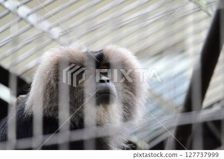 動物園展出的獅尾獼猴 動物園展出的獅尾獼猴 127737999