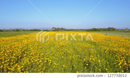 Yellow daisies field 127738012
