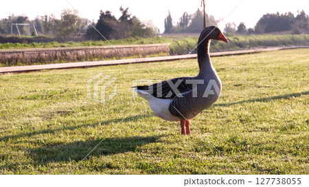 Gray goose on green grass Gray goose on green grass 127738055