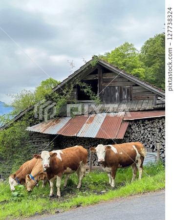 Two brown white dairy cows grazing beside an aged wooden barn with corrugated metal roof in lush green landscape of Brienz, Bern canton, Switzerland. 127738324