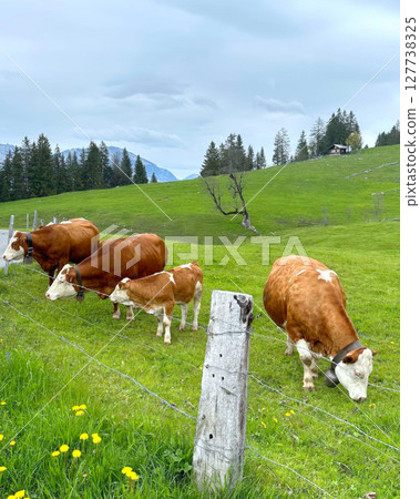 Small herd of brown and white cows grazing on lush green meadow with distant mountain range Axalp region of Bern canton Small herd of brown and white cows grazing on lush green meadow with distant mountain range Axalp region of Bern canton 127738325