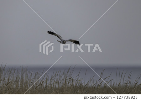 A brown-eared harrier appears on the grassland A brown-eared harrier appears on the grassland 127738923