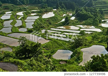 Fresh greenery at Hoshi Pass Fresh greenery at Hoshi Pass 127739496