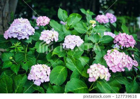 Hydrangea blooming in the rainy season 127739618