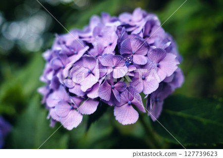 Hydrangea blooming in the rainy season 127739623