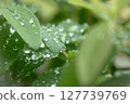 rain  127739769