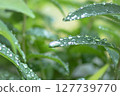 A drop 127739770