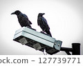 Rain Crow 127739771