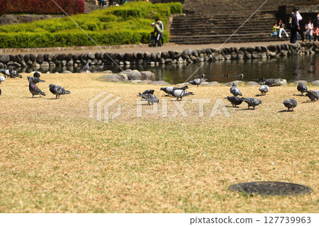 公園裡散步的鴿子 127739963