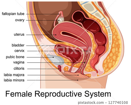 Detailed Diagram of Female Reproductive System 127740108