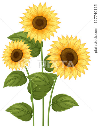 Vibrant Sunflower Trio Vector Illustration Vibrant Sunflower Trio Vector Illustration 127740115