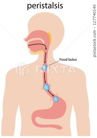 Human Digestive System Peristalsis Illustration 127740140