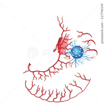 Detailed Vector Illustration of Human Stomach Anatomy Detailed Vector Illustration of Human Stomach Anatomy 127740145