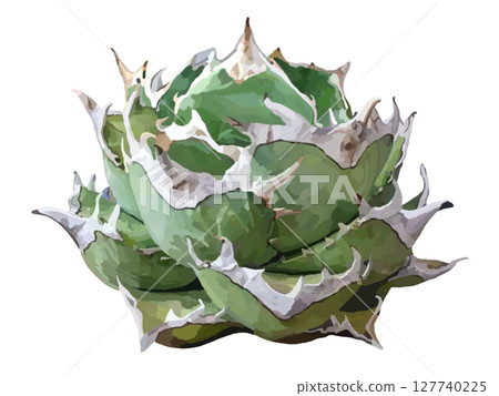 Agave (Oteroi) 127740225
