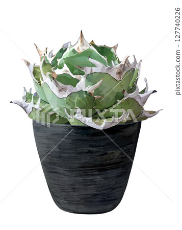 龍舌蘭（Oteroi）與花盆 127740226