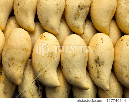 Close-Up of Ripe Yellow Mangoes. (Barracuda mango) 127740244