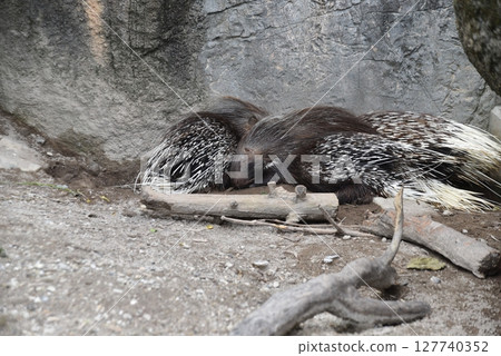Two porcupines (Crested porcupines) sleeping together Two porcupines (Crested porcupines) sleeping together 127740352