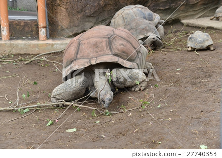 Aldabra Giant Tortoise Couple Aldabra Giant Tortoise Couple 127740353