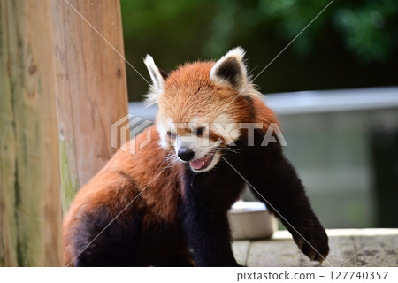 Red pandas playing enthusiastically in the exhibit Red pandas playing enthusiastically in the exhibit 127740357
