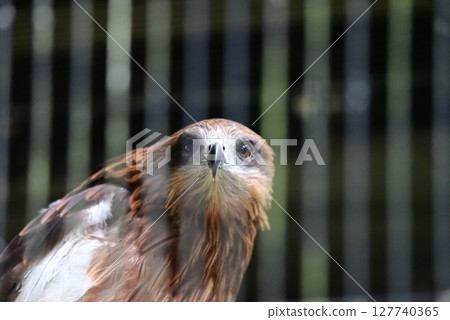 動物園裡飼養的黑鳶 127740365
