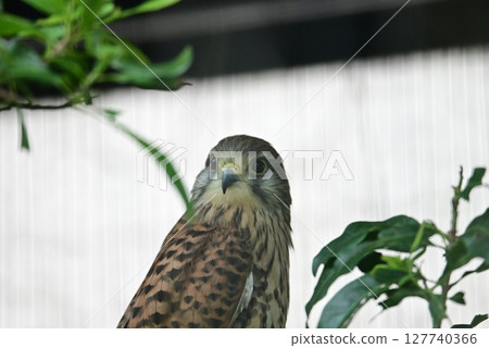 A kestrel being kept in a zoo 127740366