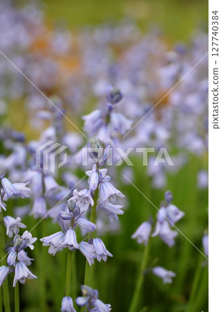 Tsuriganesuisen的花朵 127740384
