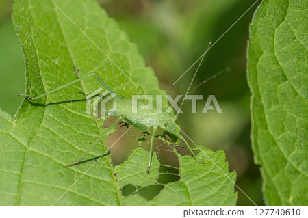 Ducetia japonicum larva Ducetia japonicum larva 127740610