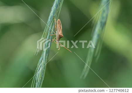 Hosohari stink bug Hosohari stink bug 127740612