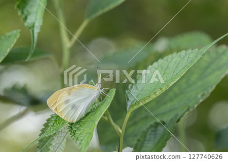 A cabbage white butterfly resting its wings on the grass A cabbage white butterfly resting its wings on the grass 127740626