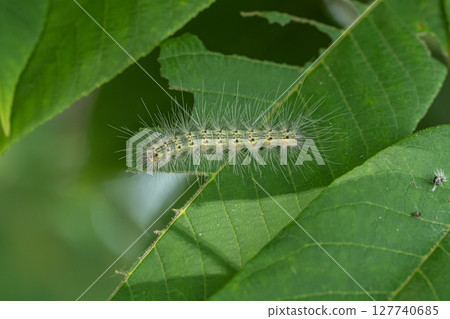 American white spotted trees 127740685