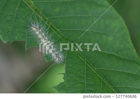 American white spotted trees American white spotted trees 127740686