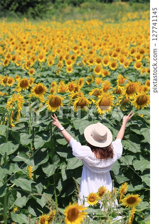向著太陽綻放的向日葵,大向日葵 向著太陽綻放的向日葵,大向日葵 127741145