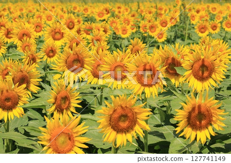 Sunflowers blooming towards the sun - Large sunflowers Sunflowers blooming towards the sun - Large sunflowers 127741149