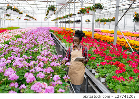 An African woman in a greenhouse examines blooming flowers, using a tablet for assessment and tracking. 127741202
