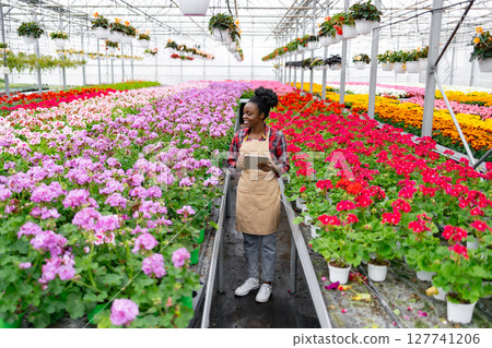 An African American woman surveys vibrant rows of colorful flowers in a greenhouse. She holds a tablet, likely assessing plant health or inventory. An African American woman surveys vibrant rows of colorful flowers in a greenhouse. She holds a tablet, likely assessing plant health or inventory. 127741206
