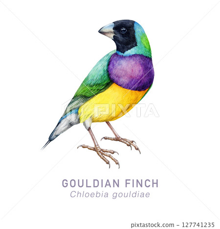 Gouldian finch bird realistic watercolor illustration. Chloebia gouldiae Australia native avian. Bright small song bird Australian finch vintage style illustration isolated on white background 127741235