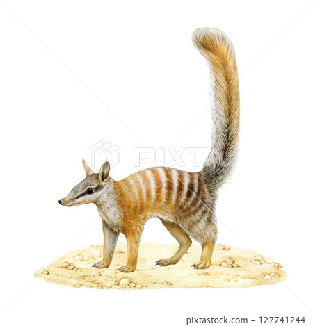 Numbat standing on sandy ground. Realistic watercolor illustration on white background. Myrmecobius fasciatus marsupial Australia endemic mammal. Small banded anteater Australian wildlife animal 127741244