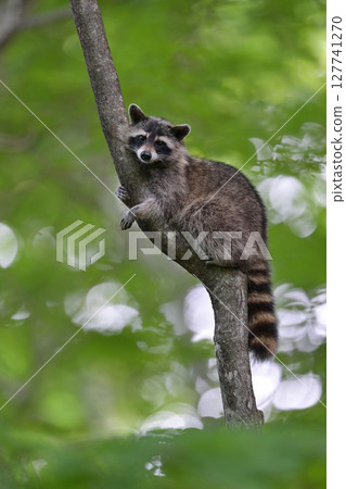 浣熊㉝(北海道) 浣熊㉝(北海道) 127741270
