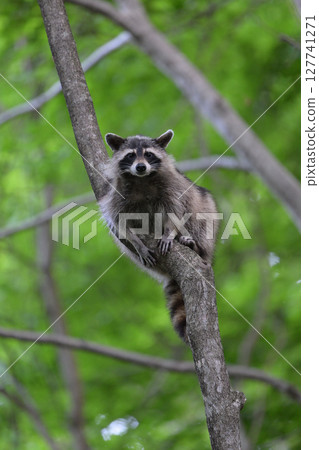 Raccoon ㉞ (Hokkaido) Raccoon ㉞ (Hokkaido) 127741271