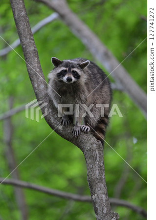 浣熊㉟(北海道) 浣熊㉟(北海道) 127741272