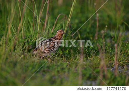 鵪鶉（北海道） 127741278