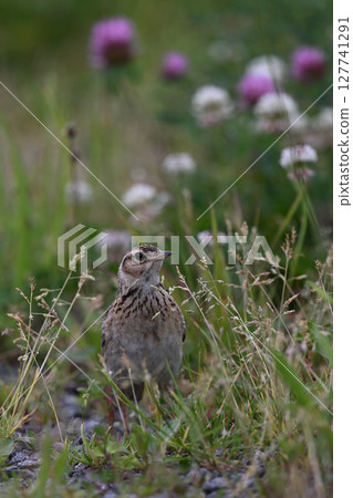 Skylark 22 (Hokkaido) 127741291