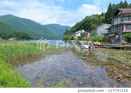 初夏木崎湖的睡蓮盛開 127741310
