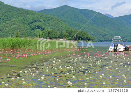 初夏木崎湖的睡蓮盛開 初夏木崎湖的睡蓮盛開 127741316