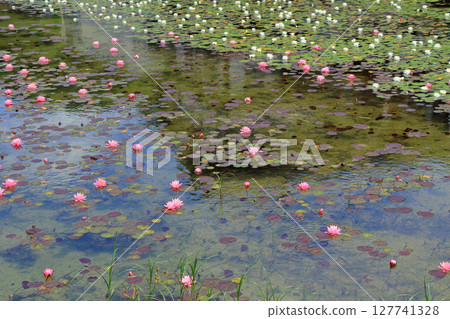 Lake Kisaki water lily 127741328