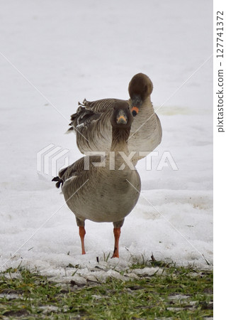 Bean Goose resting in a field Bean Goose resting in a field 127741372