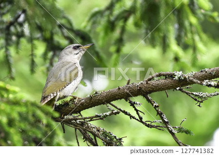 A Grey-headed Woodpecker Perched on a Tree in the Forest A Grey-headed Woodpecker Perched on a Tree in the Forest 127741382